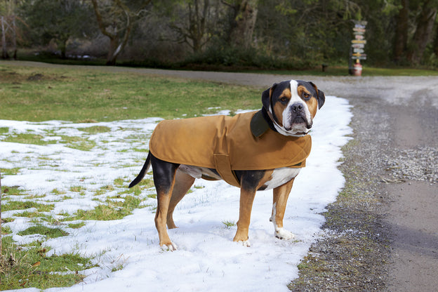 Carhartt® Dog Chore Coat